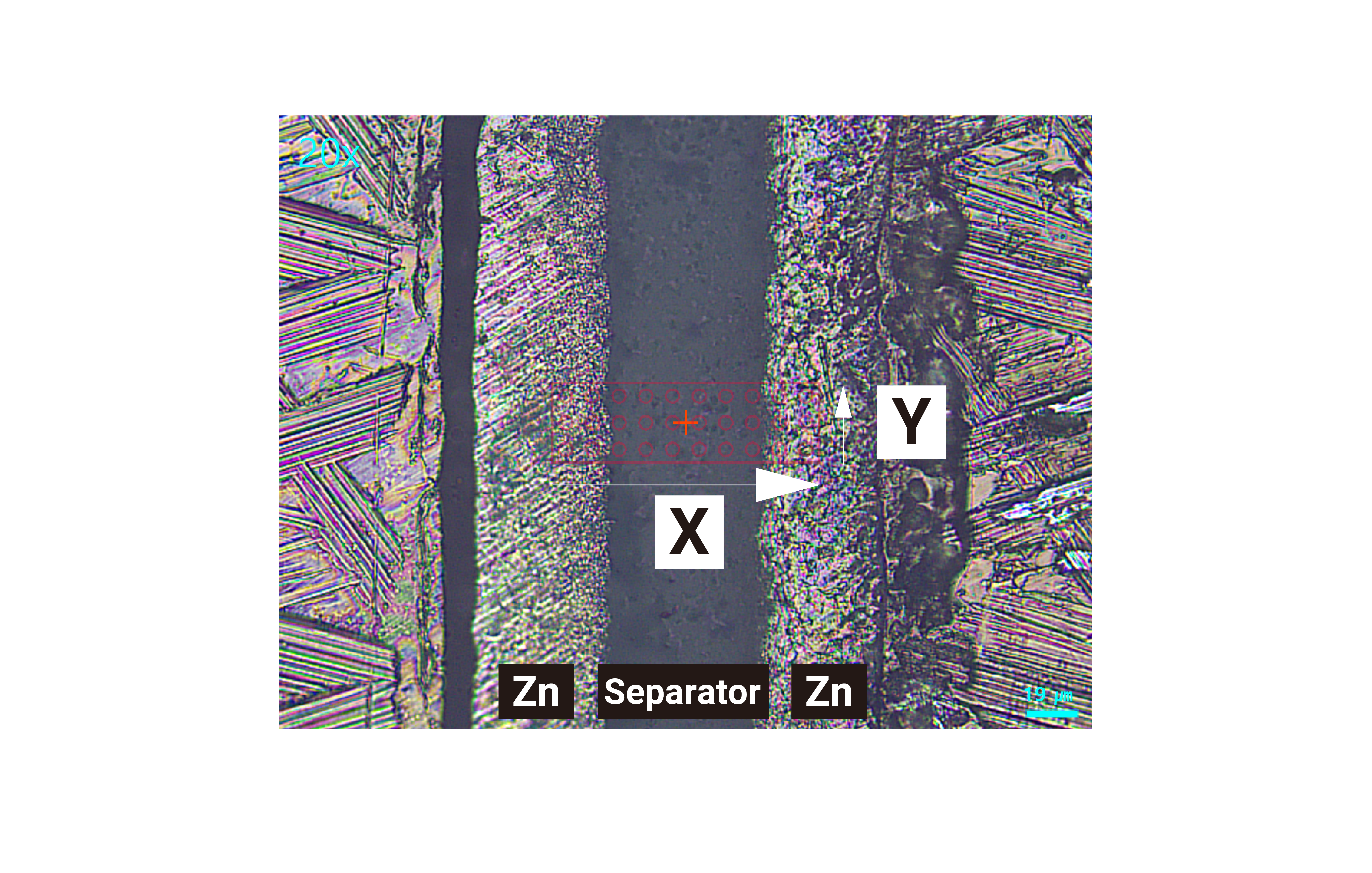 Real-time 
Observation of Zn Dendrite Formation and Dissolution